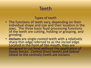 Teeth
                    Types of teeth
• The functions of teeth vary, depending on their
  individual shape and size and their location in the
  jaws. The three basic food processing functions
  of the teeth are cutting, holding or grasping, and
  grinding.
• Incisors are single-rooted teeth with a relatively
  sharp thin edge referred to as the incisal edge.
  Located in the front of the mouth, they are
  designed to cut food without the application of
  heavy forces. Central (front teeth) and lateral
  (distal to the centrals) teeth are incisors
 