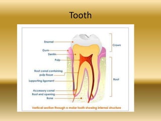 Tooth
 