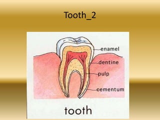 Tooth_2
 