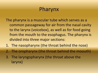 Pharynx
The pharynx is a muscular tube which serves as a
  common passageway for air from the nasal cavity
  to the larynx (voicebox), as well as for food going
  from the mouth to the esophagus. The pharynx is
  divided into three major sections:
1. The nasopharynx (the throat behind the nose)
2. The oropharynx (the throat behind the moouth)
3. The laryngopharynx (the throat above the
   larynx)
 