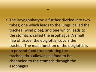 -
• The laryngopharynx is further divided into two
  tubes; one which leads to the lungs, called the
  trachea (wind pipe), and one which leads to
  the stomach, called the esophagus. A small
  flap of tissue, the epiglottis, covers the
  trachea. The main function of the epiglottis is
  to prevent food from entering the
  trachea, thus allowing all food to be
  channeled to the stomach through the
  esophagus
 