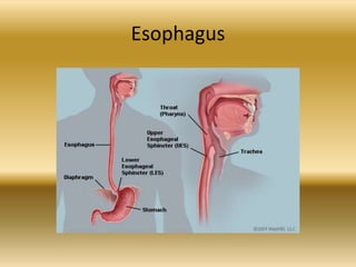 Esophagus
 