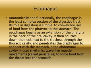 Esophagus
• Anatomically and functionally, the esophagus is
  the least complex section of the digestive tract.
  Its role in digestion is simple: to convey boluses
  of food from the pharynx to the stomach. The
  esophagus begins as an extension of the pharynx
  in the back of the oral cavity. It then courses
  down the neck next to the trachea, through the
  thoracic cavity, and penetrates the diaphragm to
  connect with the stomach in the abdominal
  cavity. It uses rhythmic, wave-like muscle
  movements (called peristalsis) to force food from
  the throat into the stomach.
 