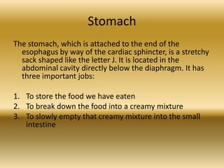 Stomach
The stomach, which is attached to the end of the
  esophagus by way of the cardiac sphincter, is a stretchy
  sack shaped like the letter J. It is located in the
  abdominal cavity directly below the diaphragm. It has
  three important jobs:

1. To store the food we have eaten
2. To break down the food into a creamy mixture
3. To slowly empty that creamy mixture into the small
   intestine
 