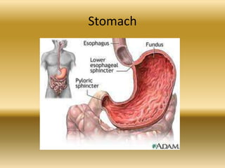 Stomach
 