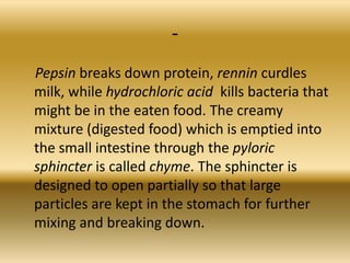 -
Pepsin breaks down protein, rennin curdles
milk, while hydrochloric acid kills bacteria that
might be in the eaten food. The creamy
mixture (digested food) which is emptied into
the small intestine through the pyloric
sphincter is called chyme. The sphincter is
designed to open partially so that large
particles are kept in the stomach for further
mixing and breaking down.
 