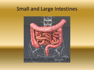 Small and Large Intestines
 