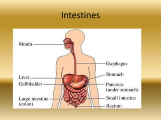Intestines
 