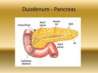 Duodenum - Pancreas
 
