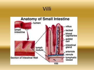 Villi
 