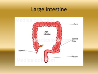 Large Intestine
 