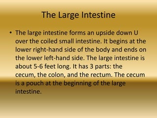 The Large Intestine
• The large intestine forms an upside down U
  over the coiled small intestine. It begins at the
  lower right-hand side of the body and ends on
  the lower left-hand side. The large intestine is
  about 5-6 feet long. It has 3 parts: the
  cecum, the colon, and the rectum. The cecum
  is a pouch at the beginning of the large
  intestine.
 