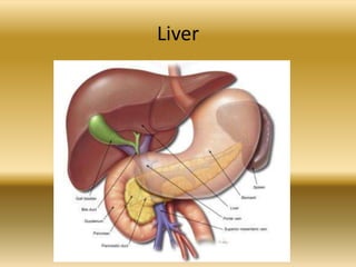 Liver
 