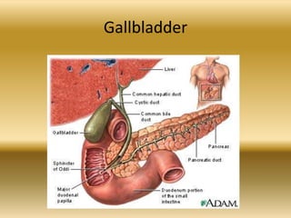 Gallbladder
 