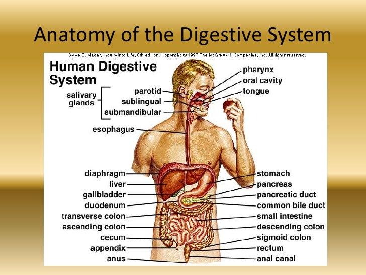 Upper Digestive Pain Tract Diagram Digestive Human Evm