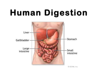 Human Digestion
 