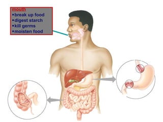 mouth
break up food
digest starch
kill germs
moisten food
 