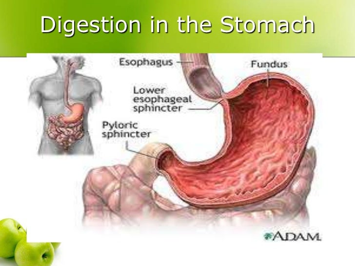 The digestive system