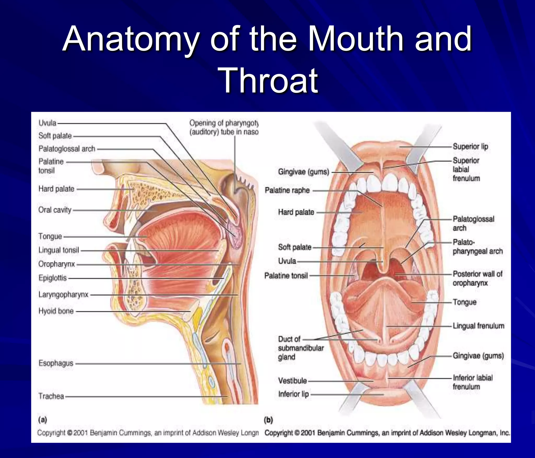 Anatomy of the Mouth and
        Throat
 