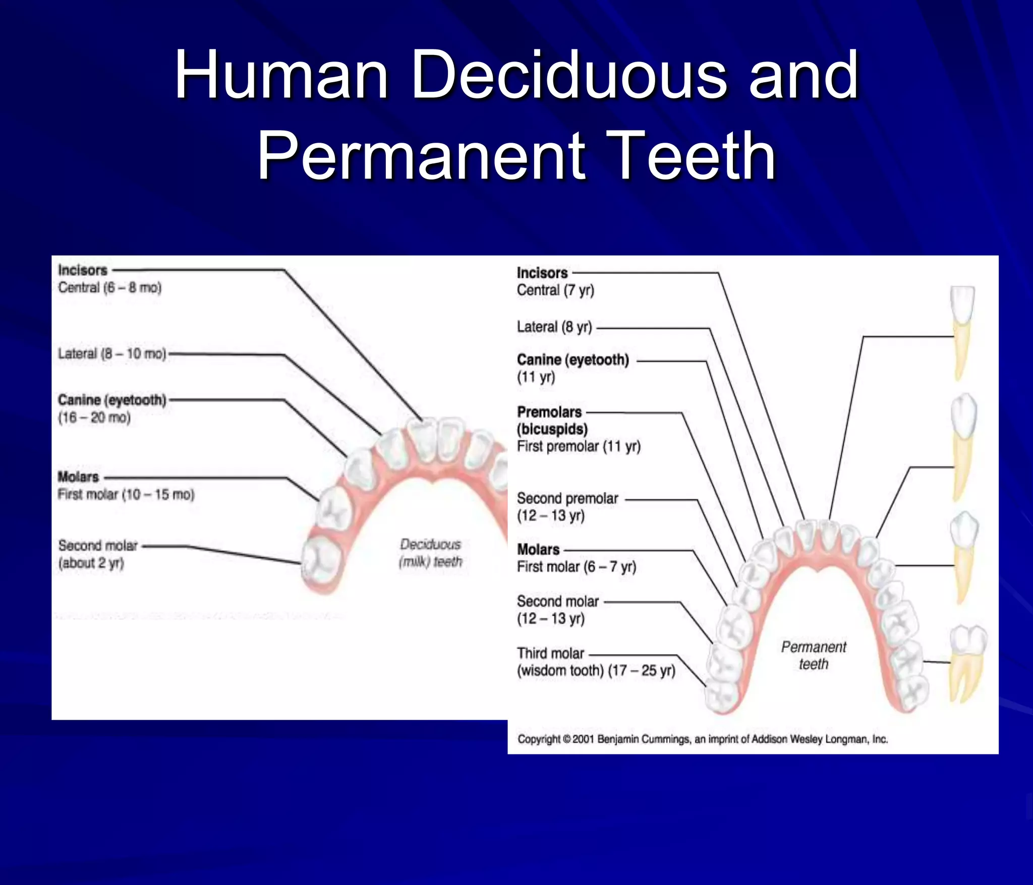 Human Deciduous and
  Permanent Teeth
 