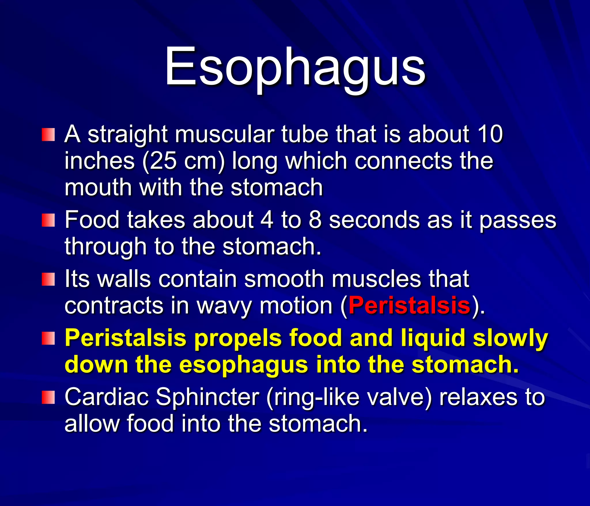 Esophagus
A straight muscular tube that is about 10
inches (25 cm) long which connects the
mouth with the stomach
Food takes about 4 to 8 seconds as it passes
through to the stomach.
Its walls contain smooth muscles that
contracts in wavy motion (Peristalsis).
Peristalsis propels food and liquid slowly
down the esophagus into the stomach.
Cardiac Sphincter (ring-like valve) relaxes to
allow food into the stomach.
 