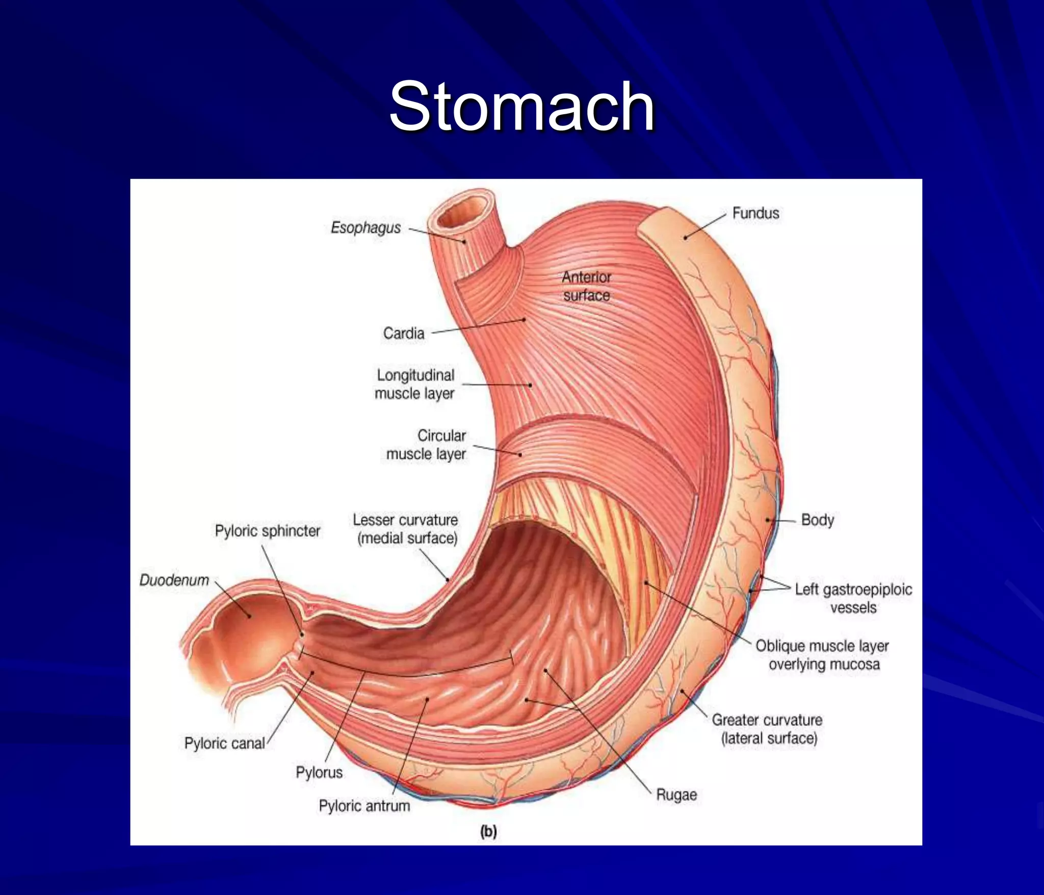 Stomach
 