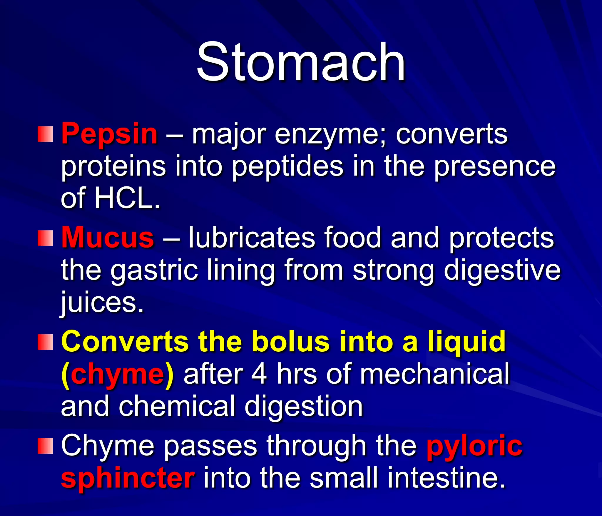 Stomach
Pepsin – major enzyme; converts
proteins into peptides in the presence
of HCL.
Mucus – lubricates food and protects
the gastric lining from strong digestive
juices.
Converts the bolus into a liquid
(chyme) after 4 hrs of mechanical
and chemical digestion
Chyme passes through the pyloric
sphincter into the small intestine.
 