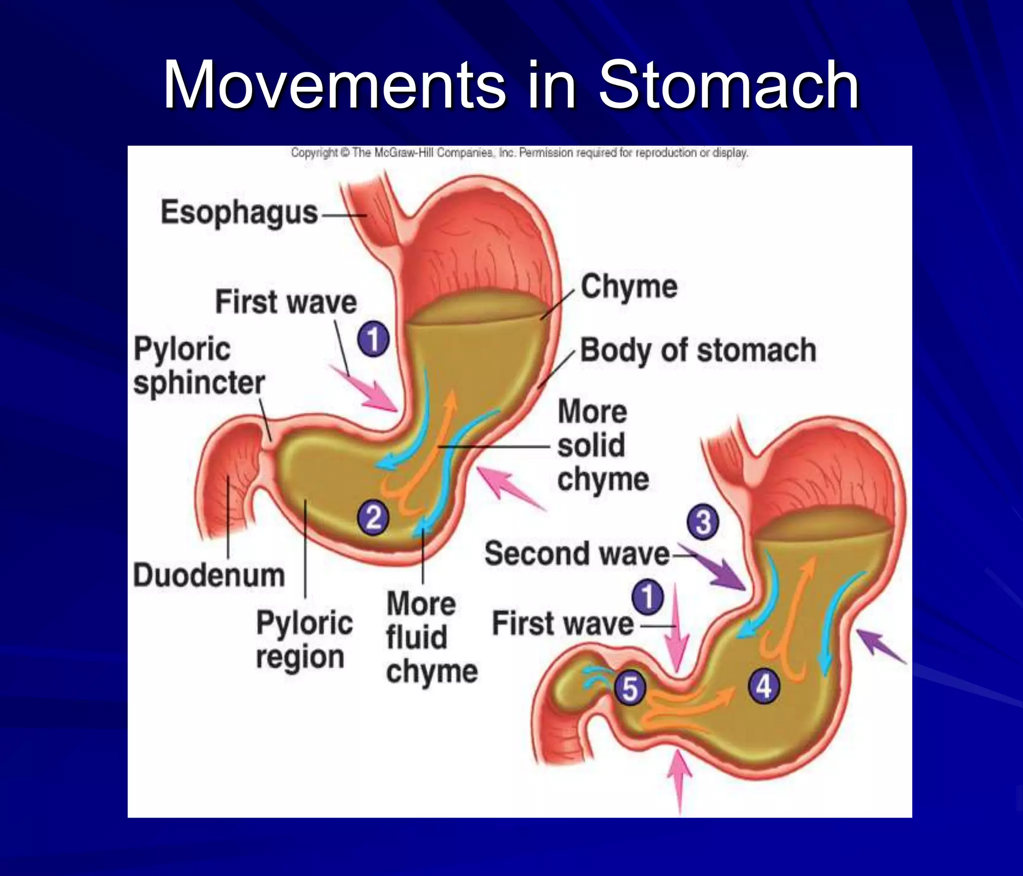 Movements in Stomach
 
