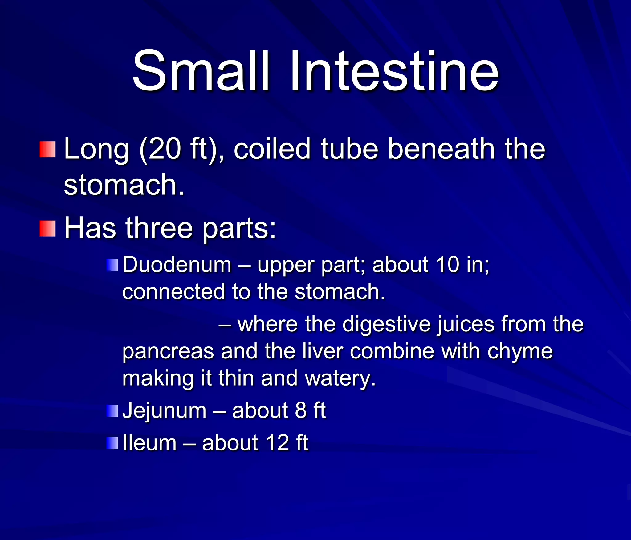 Small Intestine
Long (20 ft), coiled tube beneath the
stomach.
Has three parts:
    Duodenum – upper part; about 10 in;
    connected to the stomach.
              – where the digestive juices from the
    pancreas and the liver combine with chyme
    making it thin and watery.
    Jejunum – about 8 ft
    Ileum – about 12 ft
 
