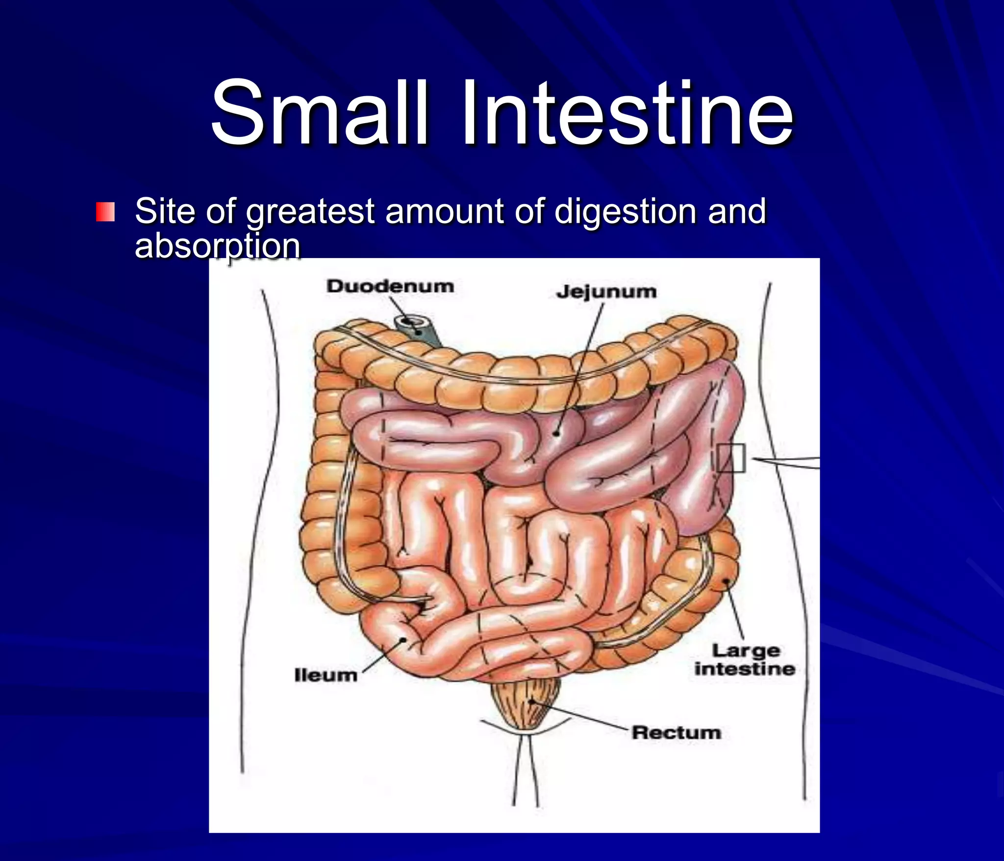 Small Intestine
Site of greatest amount of digestion and
absorption
 