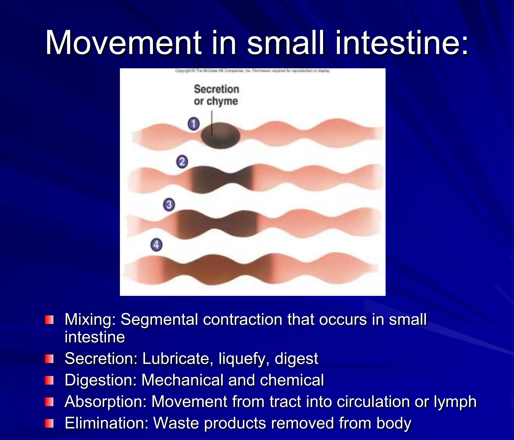 Movement in small intestine:




 Mixing: Segmental contraction that occurs in small
 intestine
 Secretion: Lubricate, liquefy, digest
 Digestion: Mechanical and chemical
 Absorption: Movement from tract into circulation or lymph
 Elimination: Waste products removed from body
 