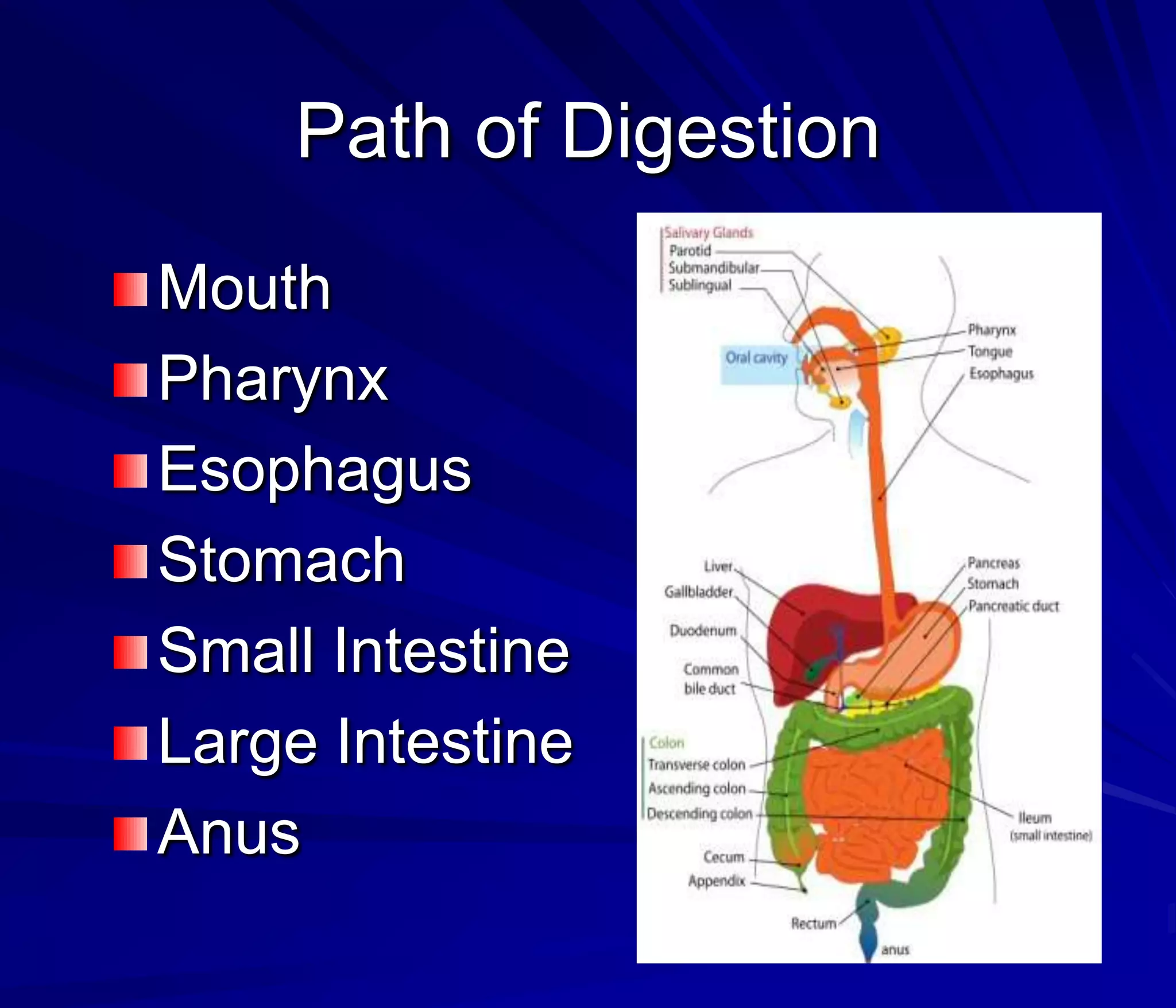 Path of Digestion
Mouth
Pharynx
Esophagus
Stomach
Small Intestine
Large Intestine
Anus
 