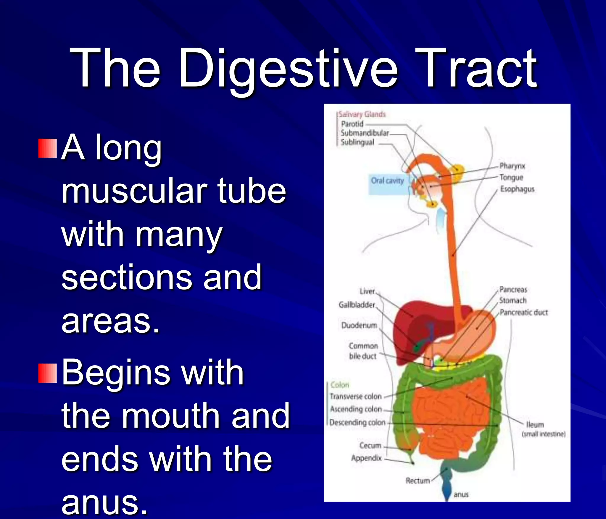 The Digestive Tract
A long
muscular tube
with many
sections and
areas.
Begins with
the mouth and
ends with the
anus.
 