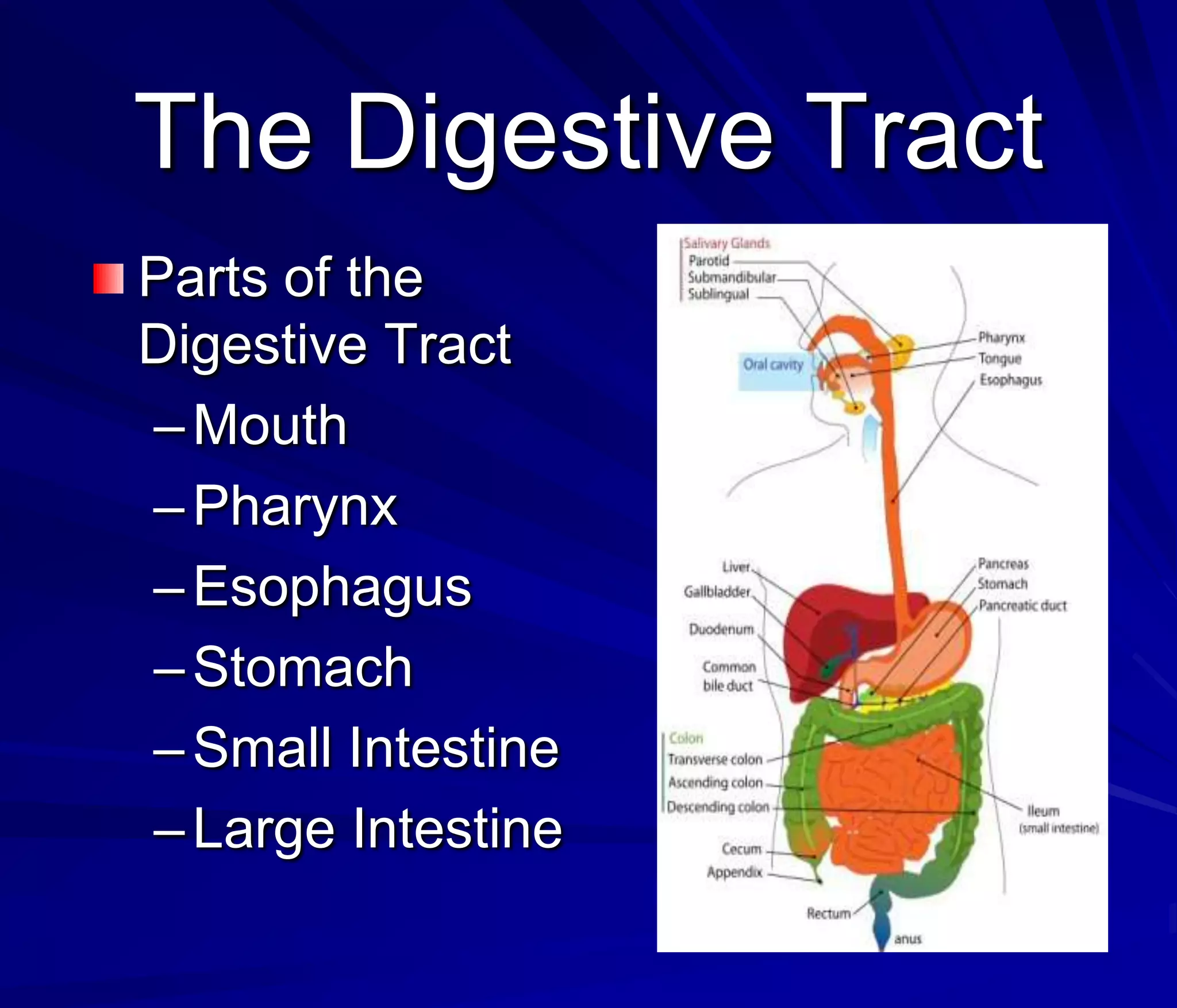 The Digestive Tract
Parts of the
Digestive Tract
– Mouth
– Pharynx
– Esophagus
– Stomach
– Small Intestine
– Large Intestine
 