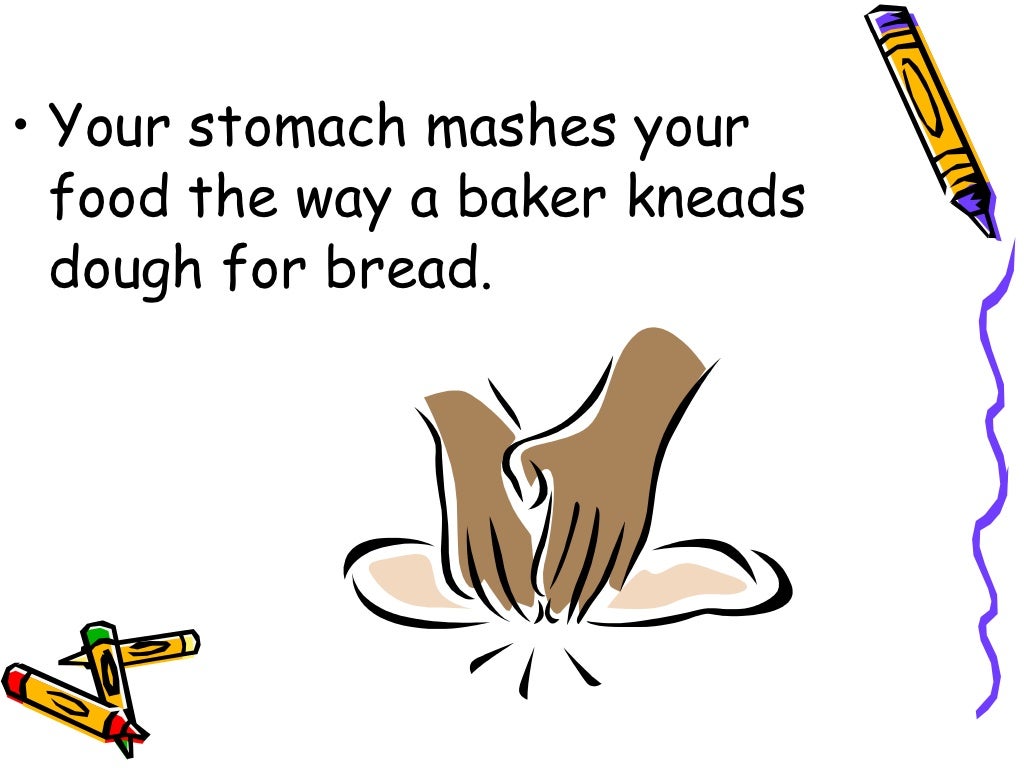 The Digestive System