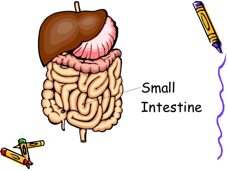 Can Be Large Or Small Helps Digest Food Can Be Large Or Small Helps Digest Food