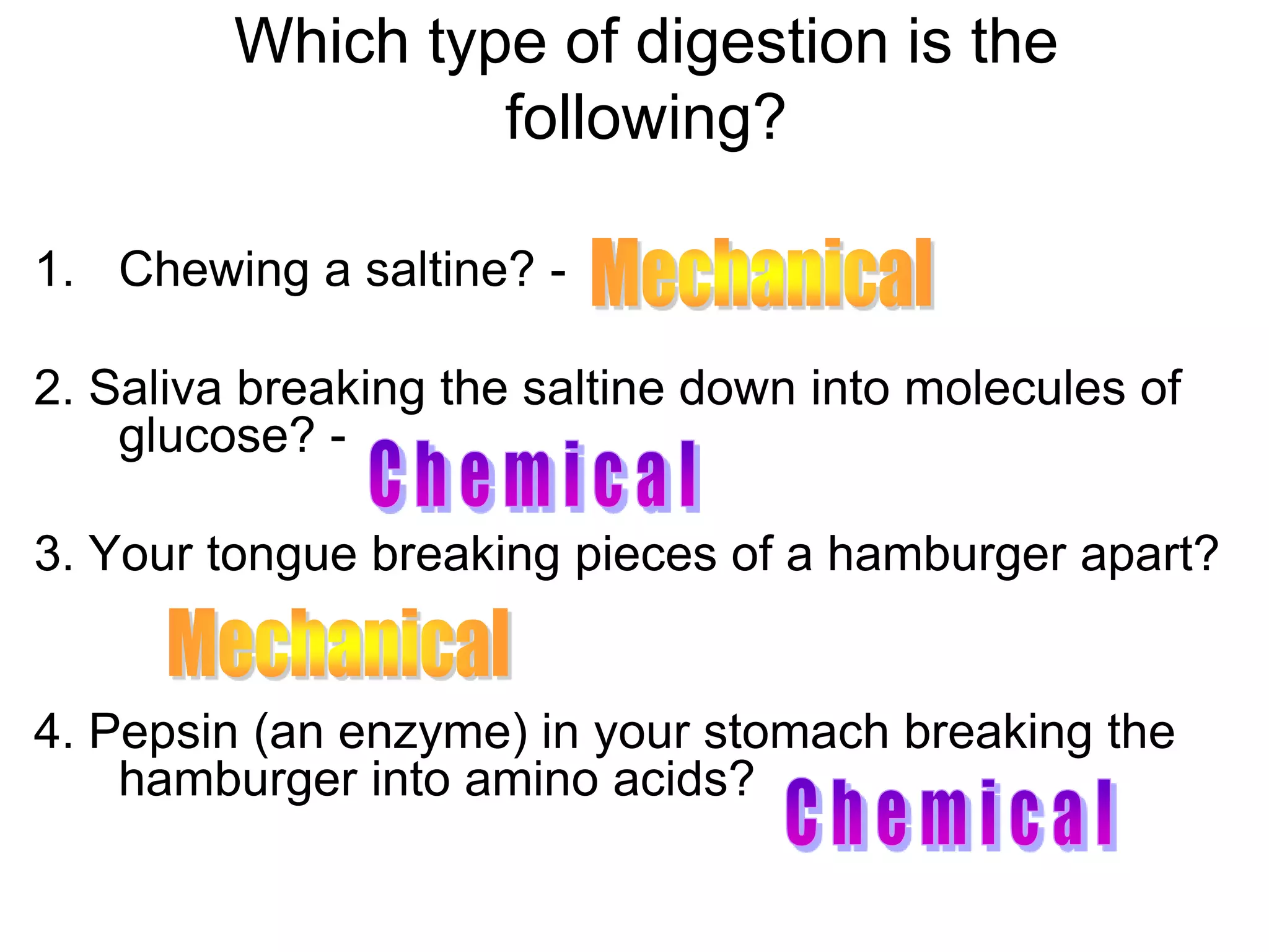 Which type of digestion is the
                  following?

1. Chewing a saltine? -

2. Saliva breaking the saltine down into molecules of
    glucose? -

3. Your tongue breaking pieces of a hamburger apart?


4. Pepsin (an enzyme) in your stomach breaking the
    hamburger into amino acids?
 