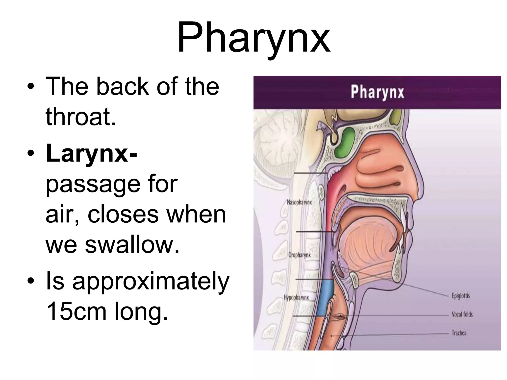 Pharynx
• The back of the
  throat.
• Larynx-
  passage for
  air, closes when
  we swallow.
• Is approximately
  15cm long.
 