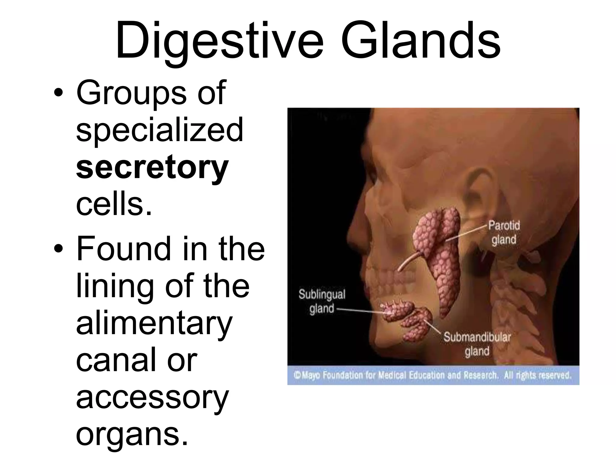 Digestive Glands
• Groups of
  specialized
  secretory
  cells.
• Found in the
  lining of the
  alimentary
  canal or
  accessory
  organs.
 