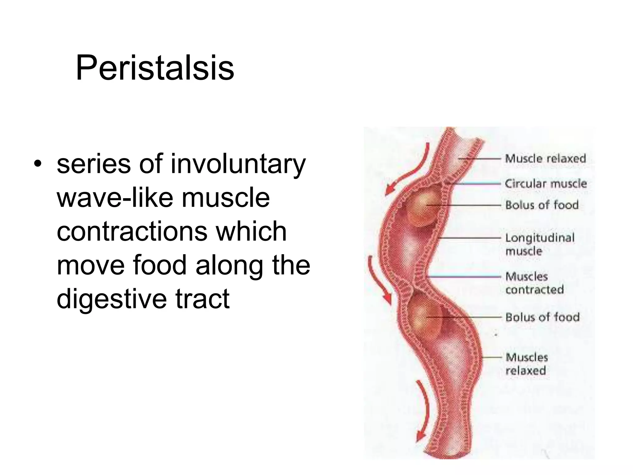 Peristalsis

• series of involuntary
  wave-like muscle
  contractions which
  move food along the
  digestive tract
 