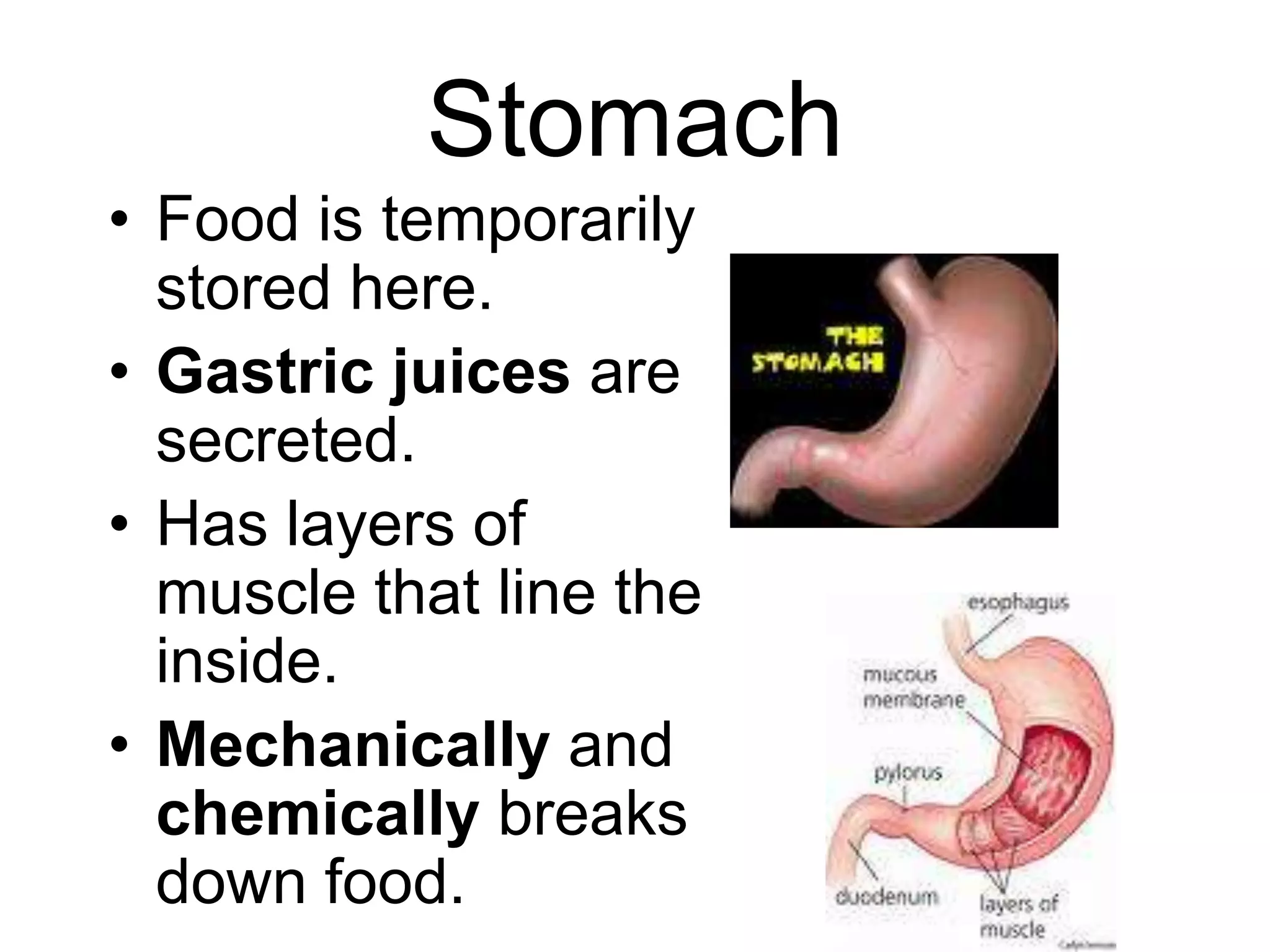 Stomach
• Food is temporarily
  stored here.
• Gastric juices are
  secreted.
• Has layers of
  muscle that line the
  inside.
• Mechanically and
  chemically breaks
  down food.
 