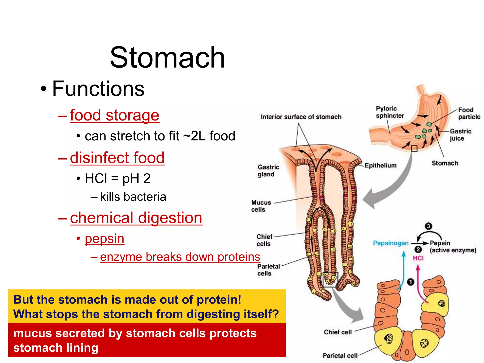 Stomach
    • Functions
       – food storage
          • can stretch to fit ~2L food
       – disinfect food
          • HCl = pH 2
             – kills bacteria
       – chemical digestion
          • pepsin
             – enzyme breaks down proteins


But the stomach is made out of protein!
What stops the stomach from digesting itself?
mucus secreted by stomach cells protects
stomach lining
 