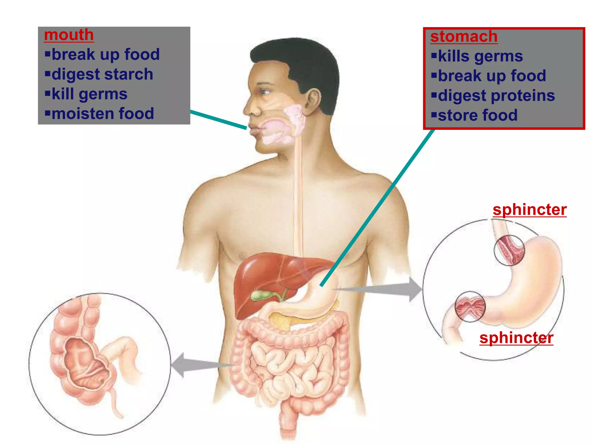 mouth            stomach
break up food   kills germs
digest starch   break up food
kill germs      digest proteins
moisten food    store food




                        sphincter




                       sphincter
 