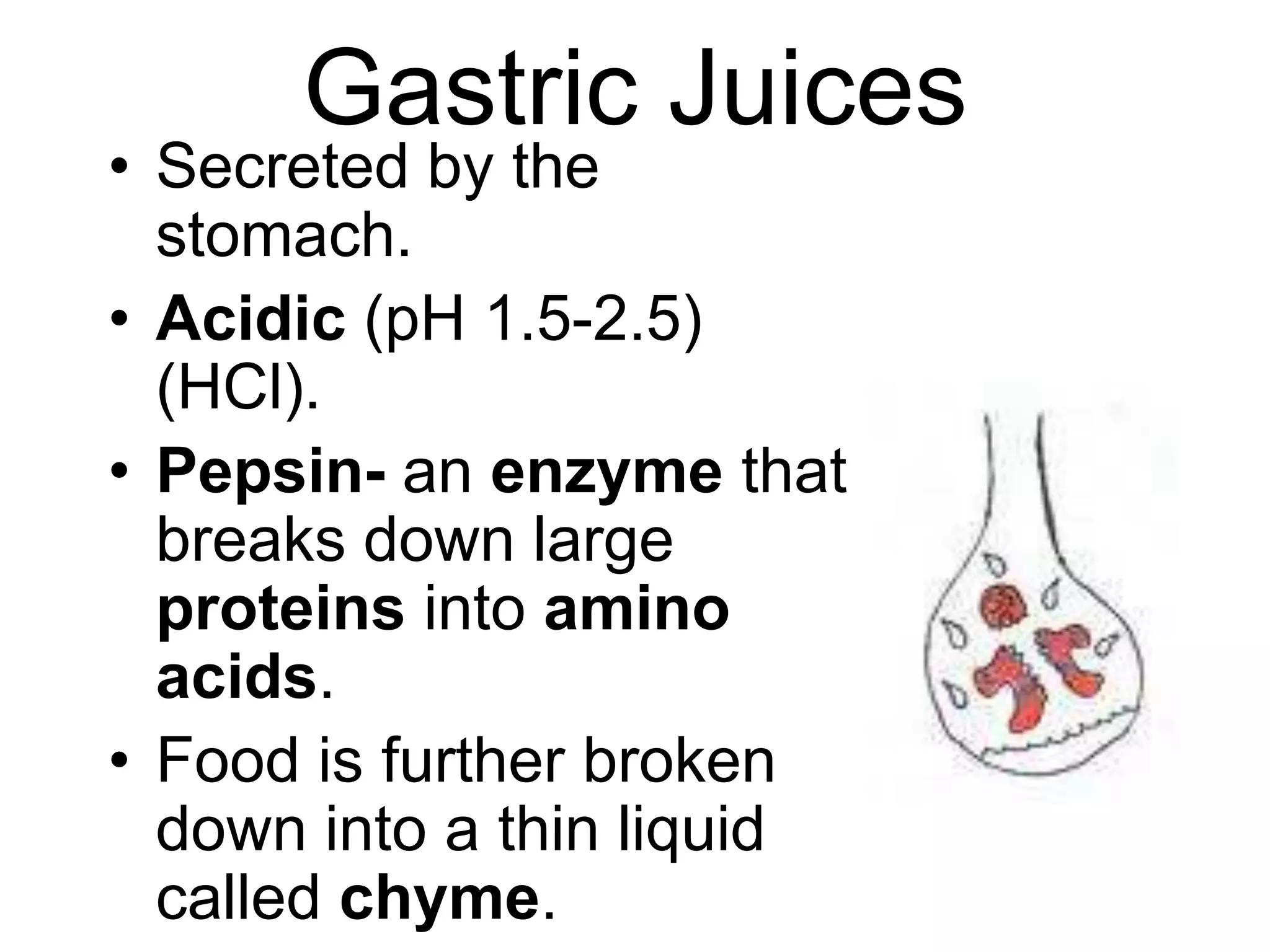 Gastric Juices
• Secreted by the
  stomach.
• Acidic (pH 1.5-2.5)
  (HCl).
• Pepsin- an enzyme that
  breaks down large
  proteins into amino
  acids.
• Food is further broken
  down into a thin liquid
  called chyme.
 