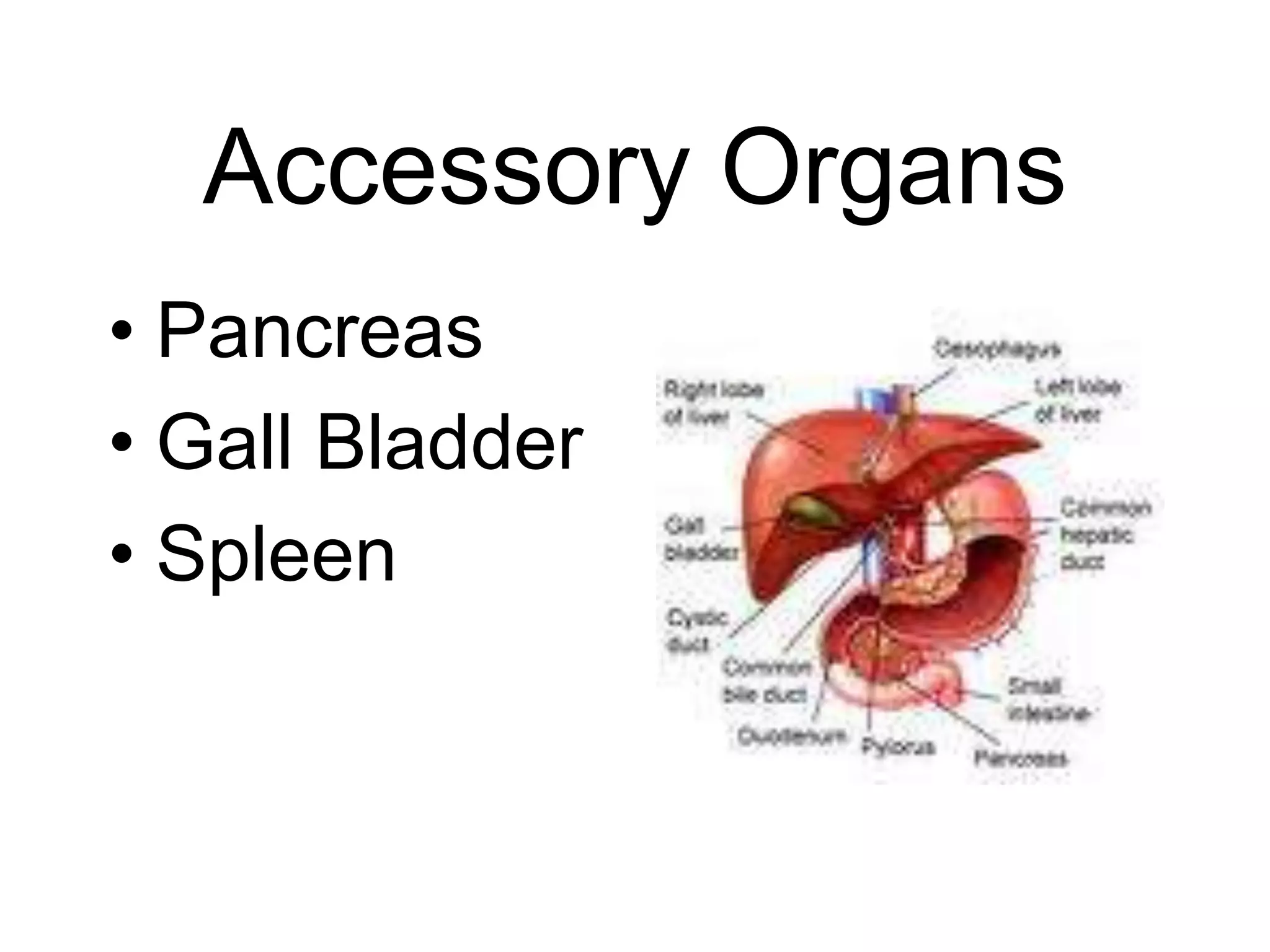 Accessory Organs
• Pancreas
• Gall Bladder
• Spleen
 