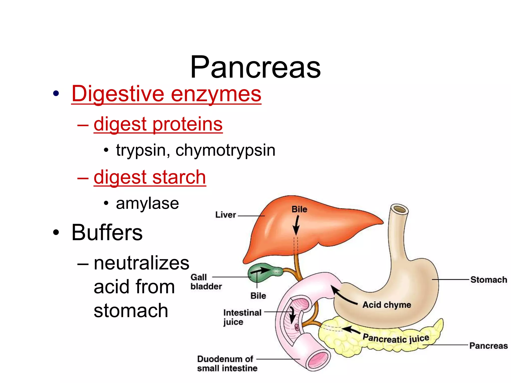Pancreas
• Digestive enzymes
  – digest proteins
     • trypsin, chymotrypsin
  – digest starch
     • amylase
• Buffers
  – neutralizes
    acid from
    stomach
 