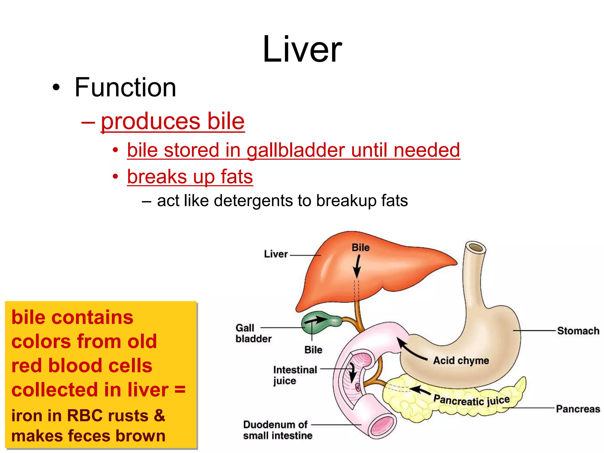 Liver
    • Function
        – produces bile
            • bile stored in gallbladder until needed
            • breaks up fats
                – act like detergents to breakup fats




bile contains
colors from old
red blood cells
collected in liver =
iron in RBC rusts &
makes feces brown
 