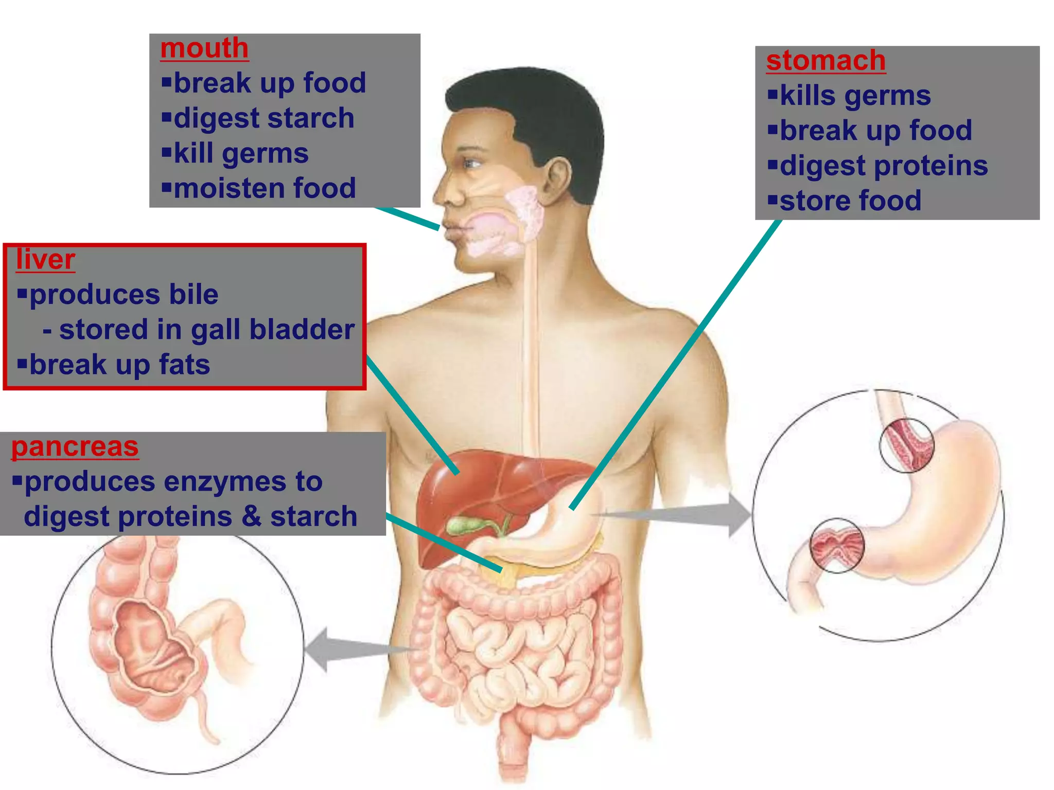 mouth              stomach
           break up food     kills germs
           digest starch     break up food
           kill germs        digest proteins
           moisten food      store food
liver
produces bile
   - stored in gall bladder
break up fats

pancreas
produces enzymes to
 digest proteins & starch
 