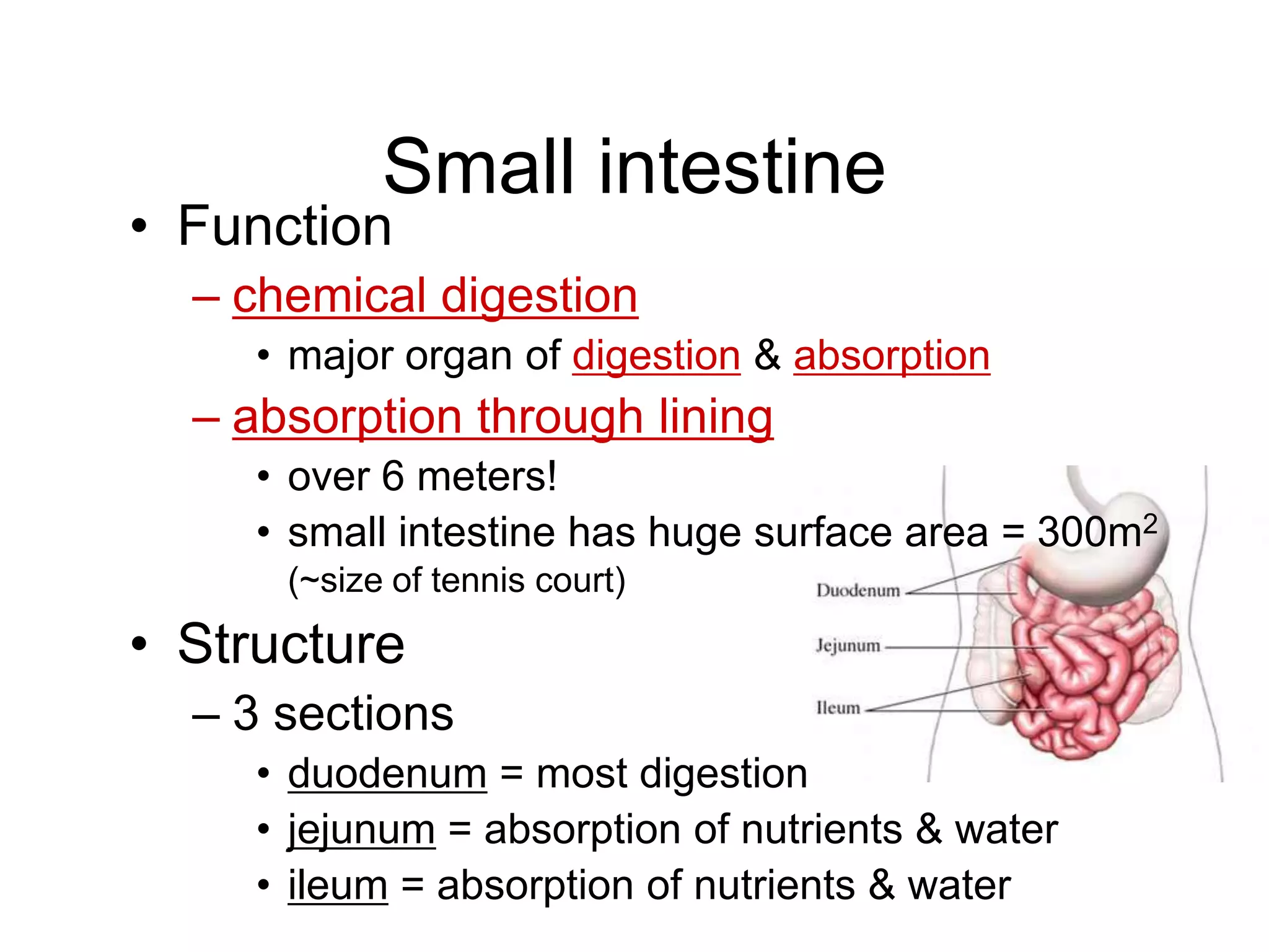 Small intestine
• Function
  – chemical digestion
     • major organ of digestion & absorption
  – absorption through lining
     • over 6 meters!
     • small intestine has huge surface area = 300m2
      (~size of tennis court)

• Structure
  – 3 sections
     • duodenum = most digestion
     • jejunum = absorption of nutrients & water
     • ileum = absorption of nutrients & water
 