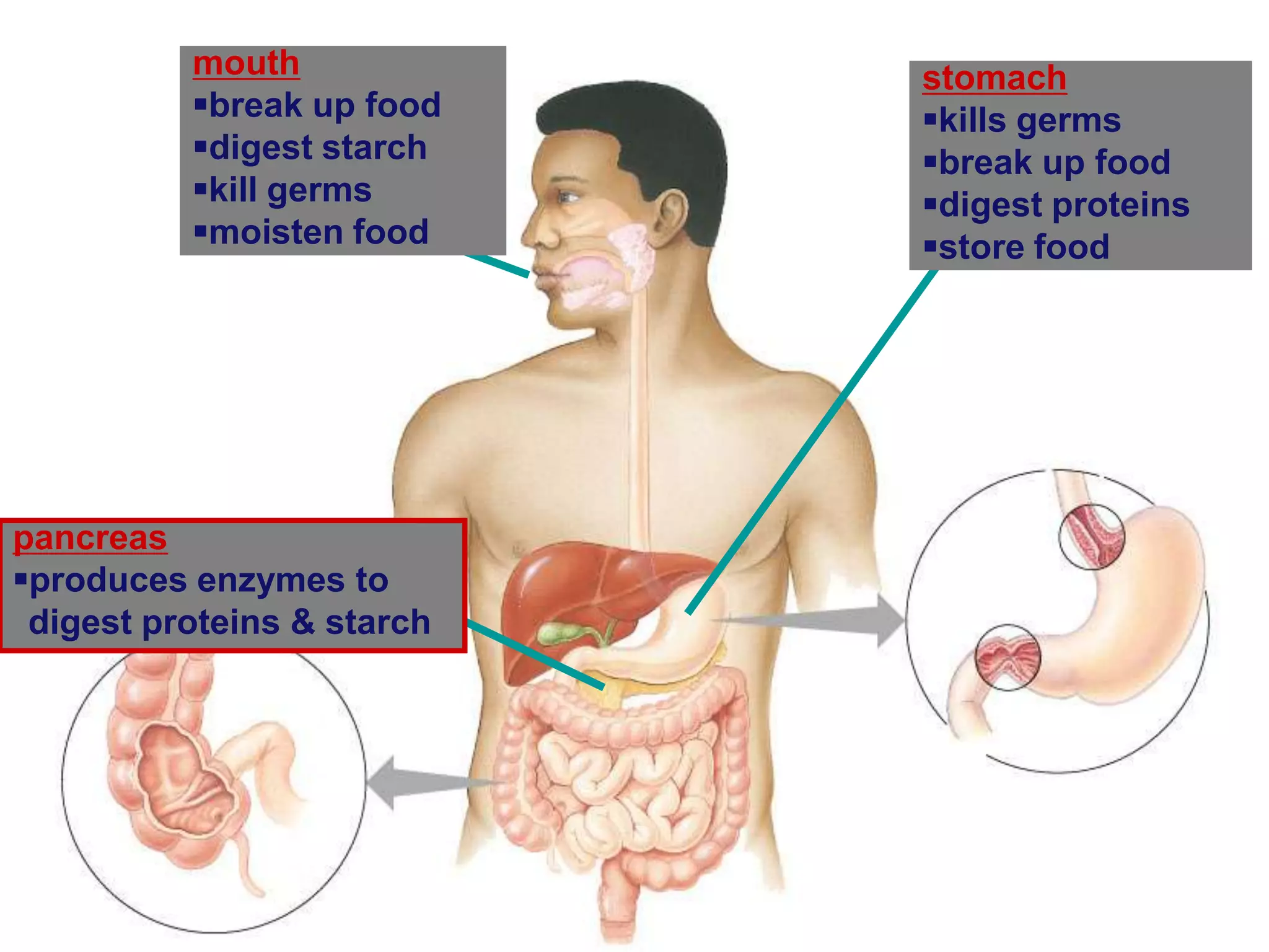 mouth             stomach
          break up food    kills germs
          digest starch    break up food
          kill germs       digest proteins
          moisten food     store food




pancreas
produces enzymes to
 digest proteins & starch
 